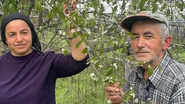 Bartın'da ağaçlar bir yılda ikinci kez çiçek açtı