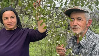 Bartın'da ağaçlar bir yılda ikinci kez çiçek açtı