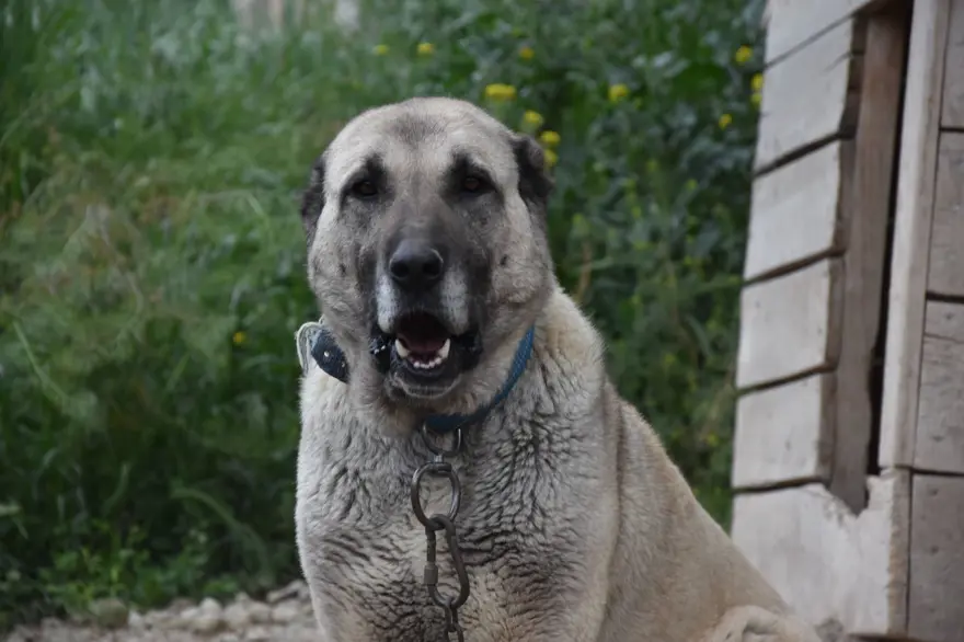 İklim değişikliği kangalları da vurdu 12 İklim değişikliği kangalları da vurdu 12