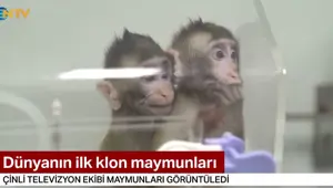 Dünyanın ilk klon maymunları görüntülendi