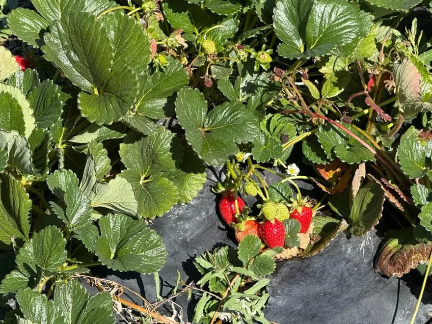 "Bu işe giren pişman olmaz": Üretimi yaygınlaştı 2