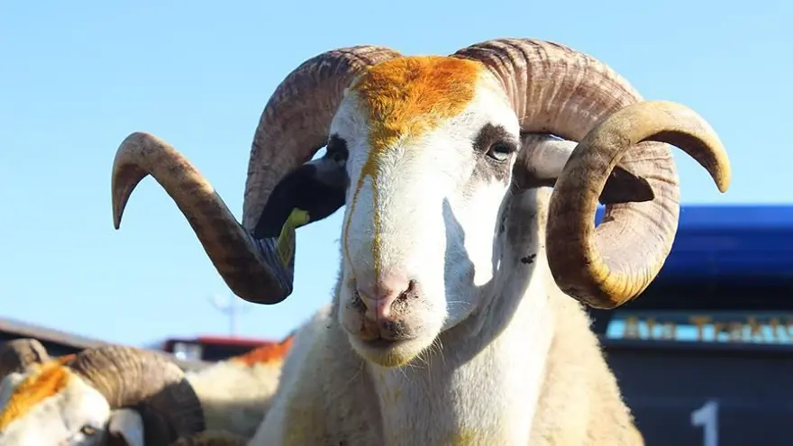 2024 KURBAN BAYRAMI NE ZAMAN? 1