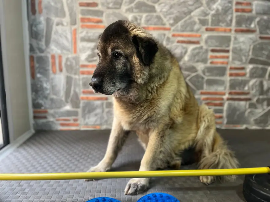 ''YUVA ARAYIŞIMIZ VAR'' 3 ''YUVA ARAYIŞIMIZ VAR'' 3