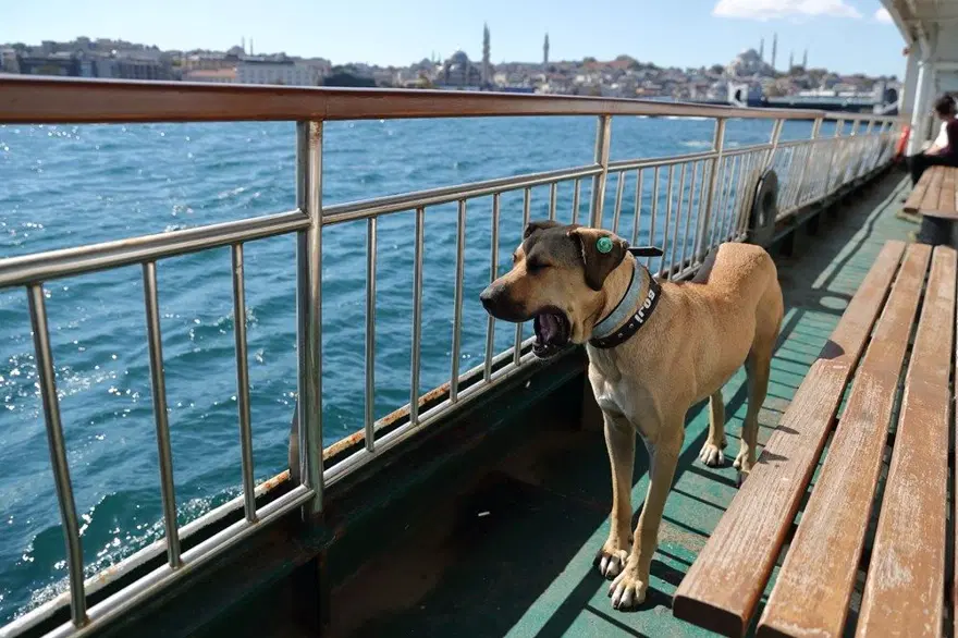 'Boji'ye atılan iftira güvenlik kamerasında 10
