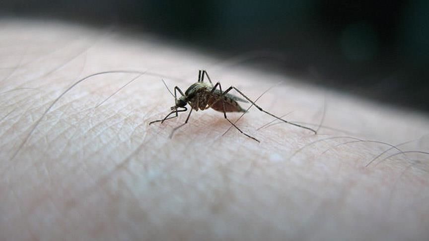 FDA sivrisinek kaynaklı hastalığa ilk aşı onayını verdi