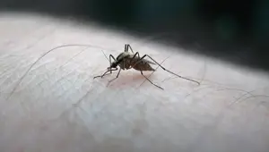 Sivrisineklerde yoğun artış: Asya Kaplanı tehlikesi!