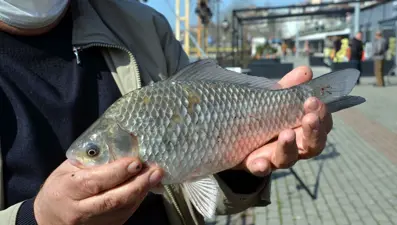 Alaplı Çayı'nda İsrail sazanı tehdidi