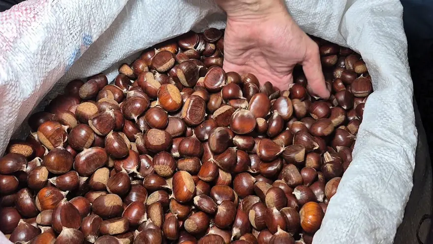 Bir çuvalı 22 bin TL'ye satıldı: 2 kişi 5 günde toplamış 1