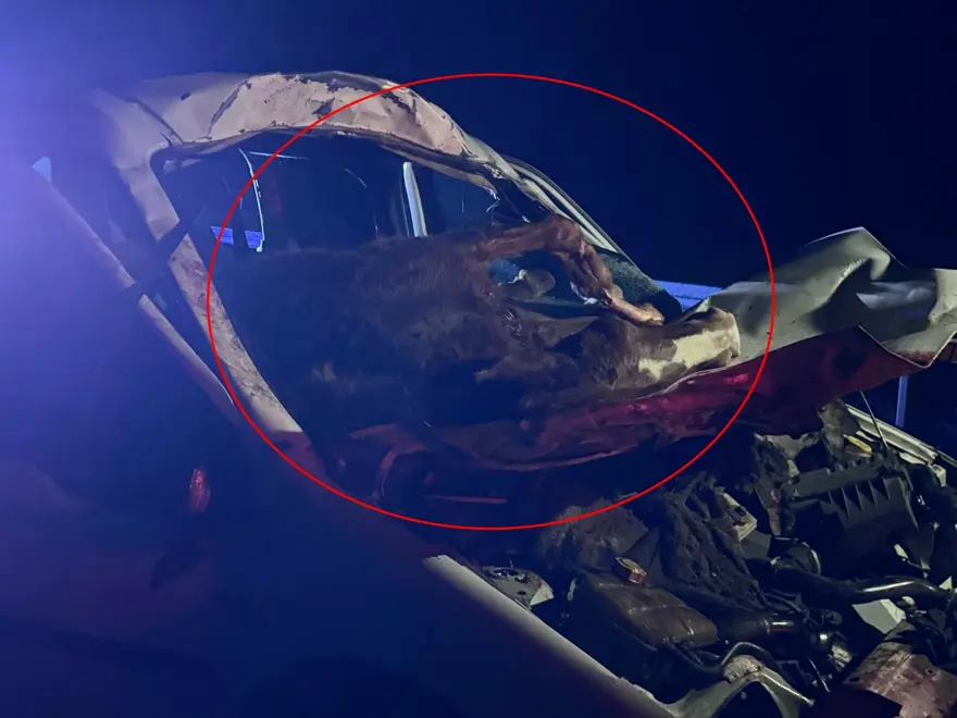 Mardin’de feci kaza: At ön camdan içeri girdi 2