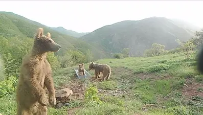 Yavru vaşak ve ayılar önce su içti, sonra serinledi