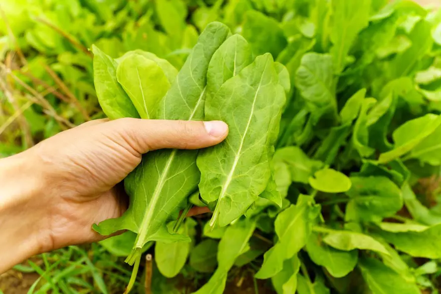 SİNDİRİM SİSTEMİNİN DOSTU 2