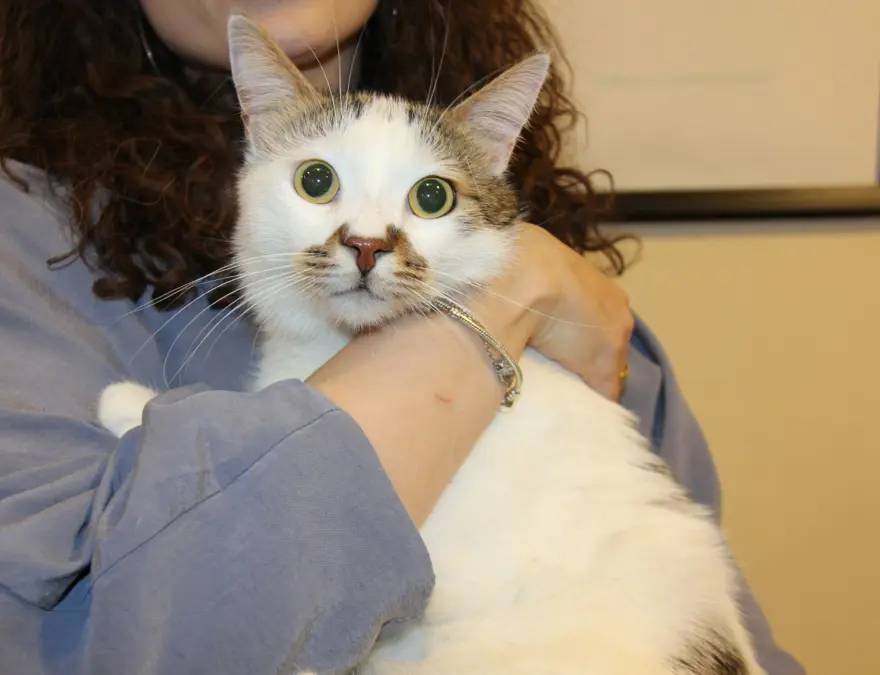 Bursa'dan Sivas'a taşınan Paşa depresyona girdi 