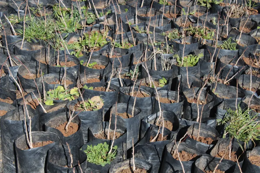 Siirt'te yetişip Avrupa'ya ihraç ediliyor: Yıllık üretimi 1 milyonu geçti, bölgenin kalkınmasını sağlıyor 5
