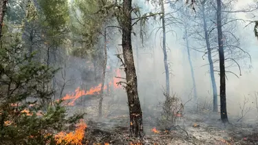 Sinop'ta orman yangını: 5 hektarlık alan zarar gördü