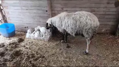 Bir koyun tek seferde 4 erkek kuzu doğurdu