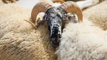 Kurban kesim bedeli ne kadar, kaç TL oldu? (2024 Diyanet yurt içi ve yurt dışı vekaletle kurban kesim bedeli)