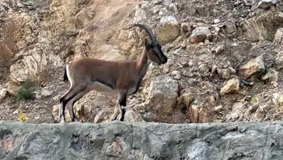 "Domates" dedi, DNA testiyle yaban keçisi kestiği ortaya çıktı!