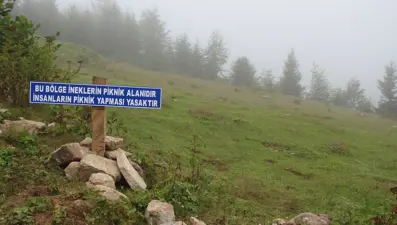 Yaylaya çöp bırakan piknikçilere tabelalı uyarı: Bu bölge ineklerin piknik alanıdır