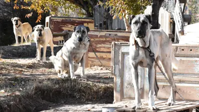 Adriana Lima'ya Sivas'tan üçüncü 'Kangal köpeği' çağrısı