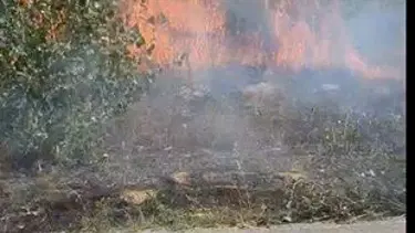 Bolu'da ağaçlık alanda yangın