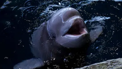 Dünyada ilk kez bir balina ameliyat edildi