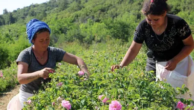 İstenilen verim alınamadı: Zirai don gülü de vurdu