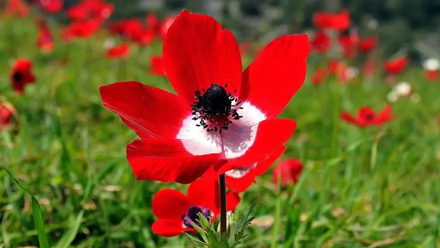 Hıdırellez ne zaman, nasıl kutlanır? İşte Hıdırellez ritüelleri Hıdırellez ne zaman, nasıl kutlanır? İşte Hıdırellez ritüelleri