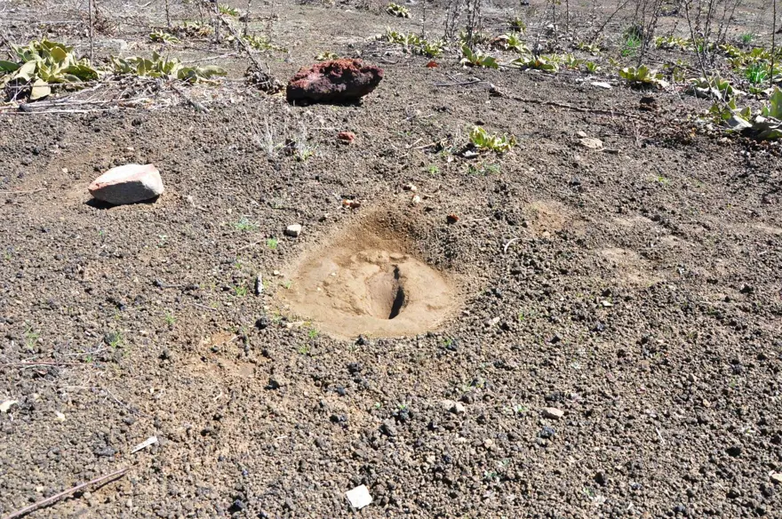 Manisa'da 5 bin yıllık ayak izi: Yeri gizli tutuluyor 11
