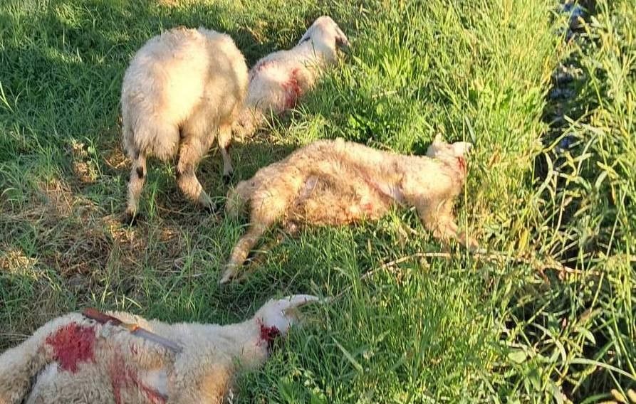 Erzincan’da sokak köpekleri 6 kuzuyu telef etti
