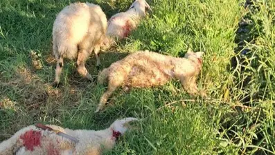 Erzincan’da sokak köpekleri 6 kuzuyu telef etti