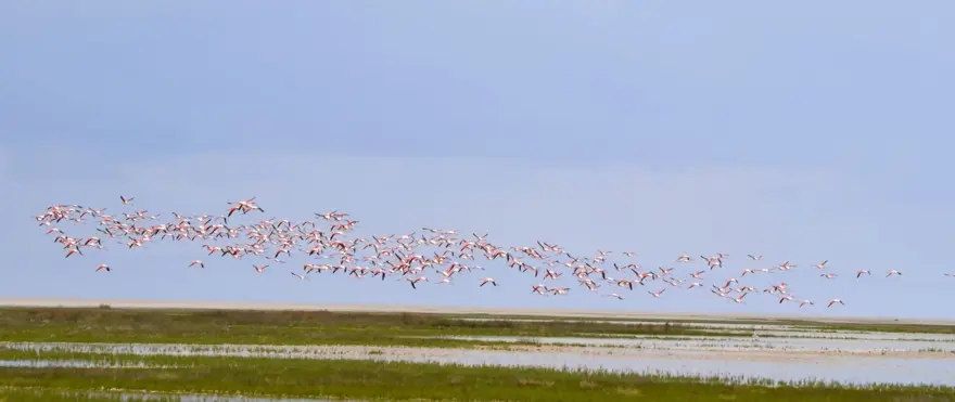 Tuz Gölü’nün yavru flamingoları kuluçkadan çıktı 6 Tuz Gölü’nün yavru flamingoları kuluçkadan çıktı 6