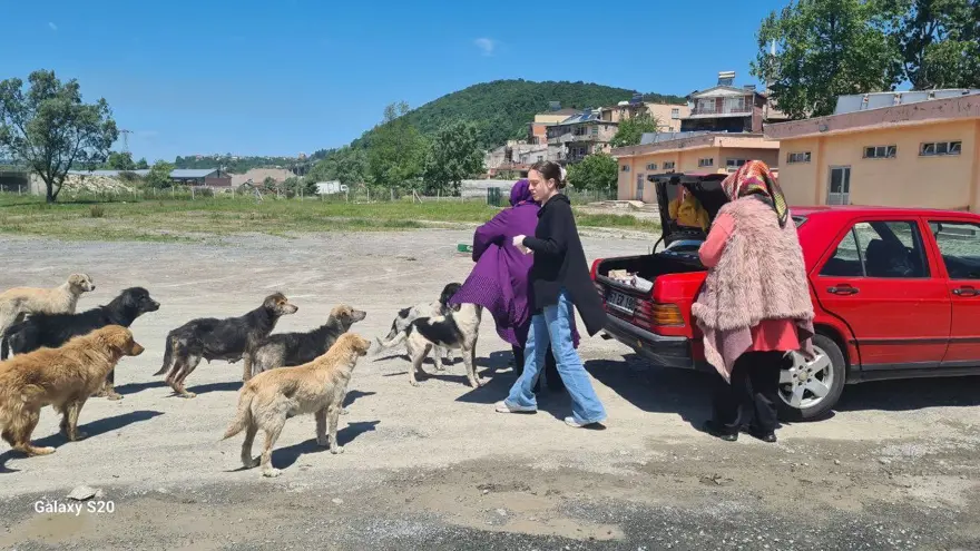 Alaplı'da uyuz paniği Alaplı'da uyuz paniği