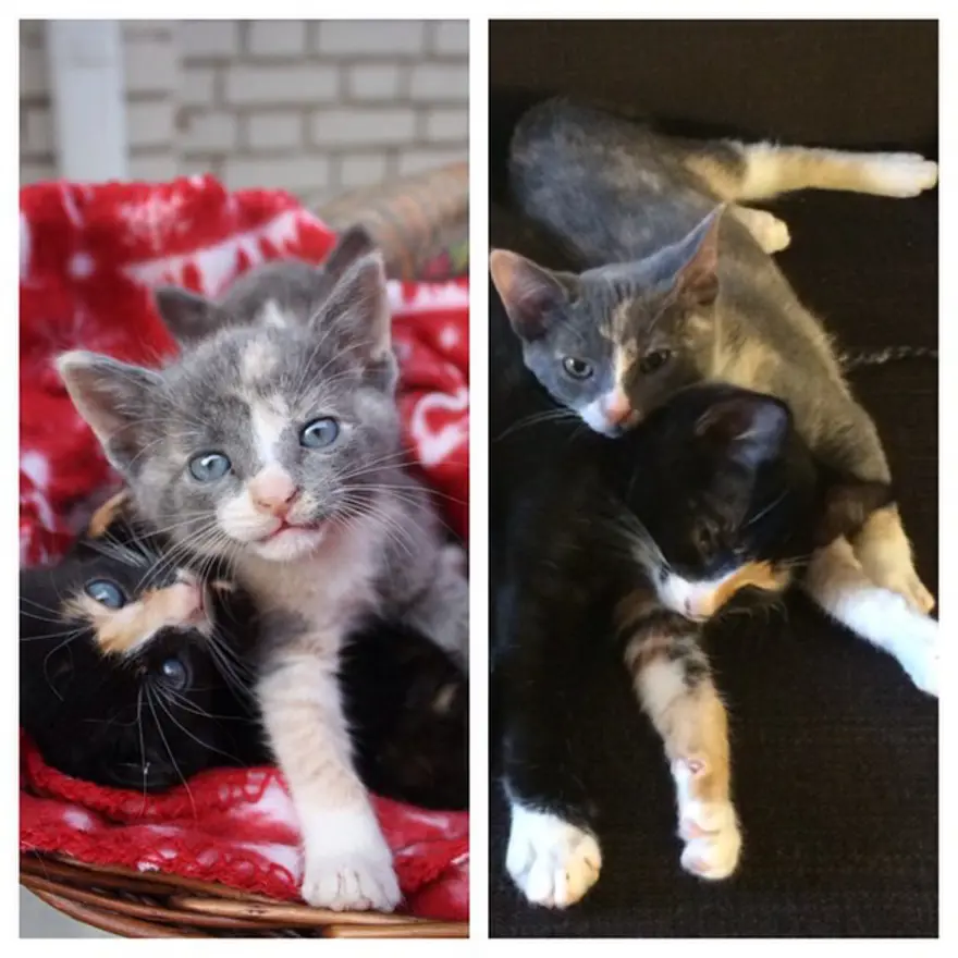 Hayatını kedileri kurtarmaya adadı 69