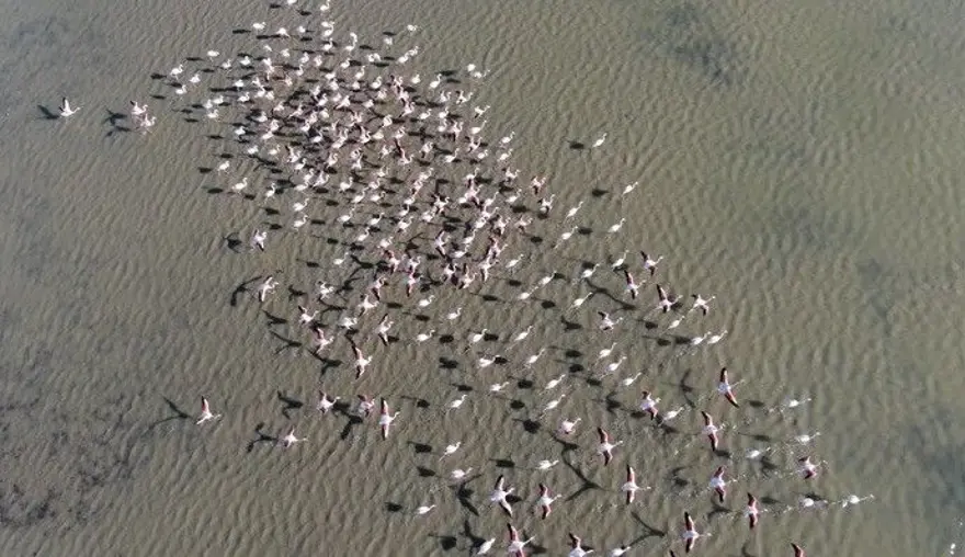 Flamingoların muhteşem kış dansı 16
