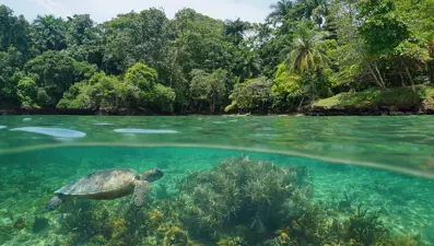 Panama'da deniz kaplumbağalarına yasal haklar verildi