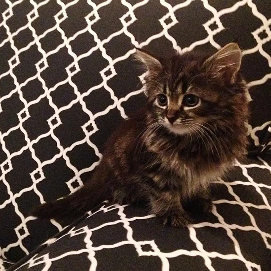 Hayatını kedileri kurtarmaya adadı 53