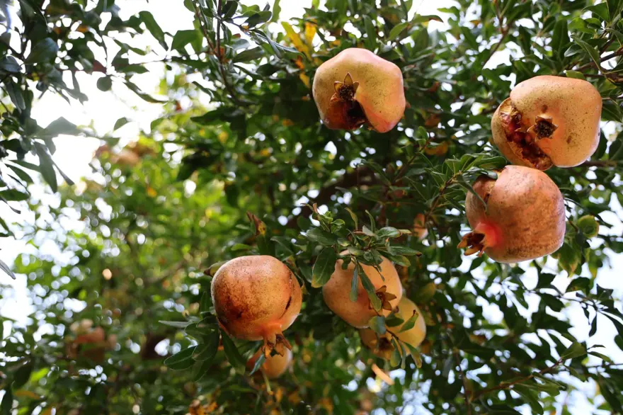 Bahçede kilosu 20 lira: Hasadı 15 gün sürecek 5