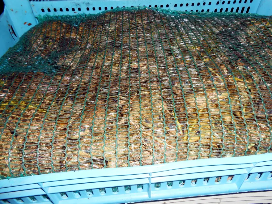 Diyarbakır'da 100 kilo kurbağa yakalandı 4