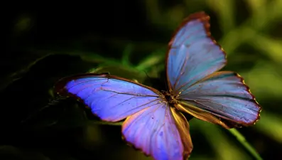 Kelebeklerin nesli tükeniyor mu? ABD'de nüfusu yüzde 22 azaldı