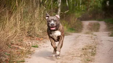 Pitbullu kavgada ölüme 18 yıla kadar hapis istemi
