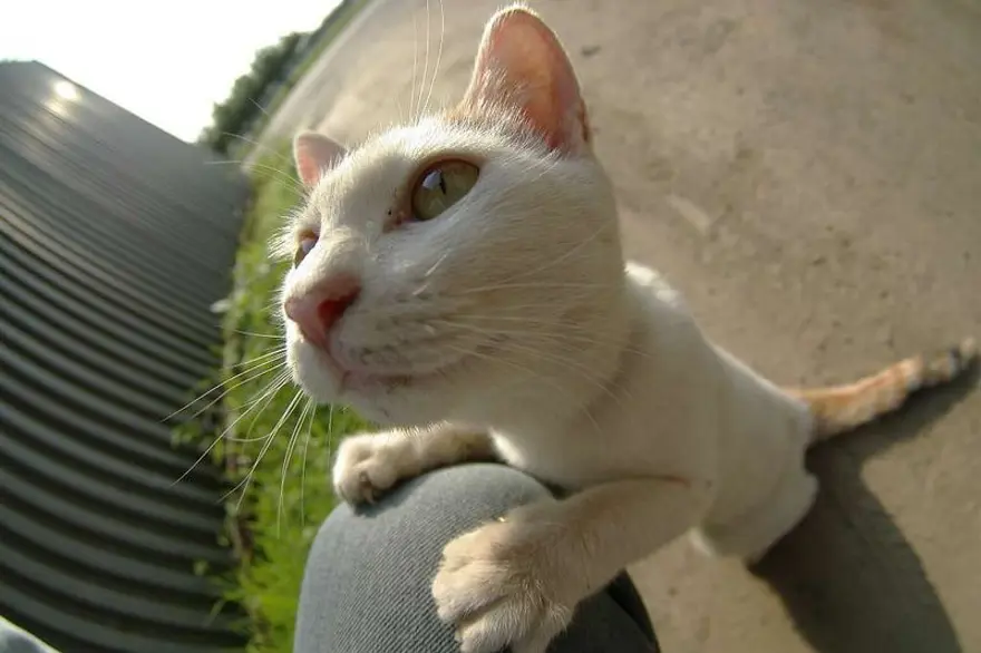 İnternetin yeni fenomenleri 128