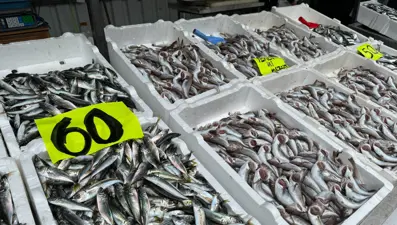 Zonguldak'ta istavrit bolluğu: Kilosu 60 liradan satıldı