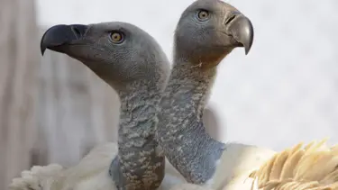 Kaçak avcılar fili, fil akbabaları öldürdü