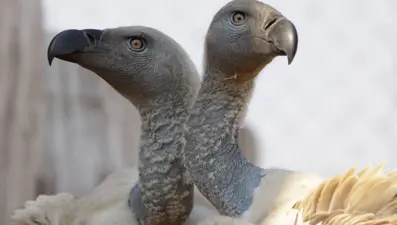 Kaçak avcılar fili, fil akbabaları öldürdü