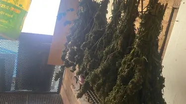 Bursa'da güvercin kümesine gizlenmiş uyuşturucu bulundu