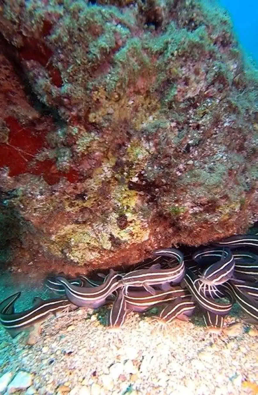 Antalya'da ilk kez görüldü: "Sakın dokunmayın, zehir salgılıyor" 