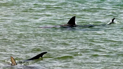 Köpekbalığı saldırıları artıyor: "Sorumlusu sosyal medya ve ünlüler"