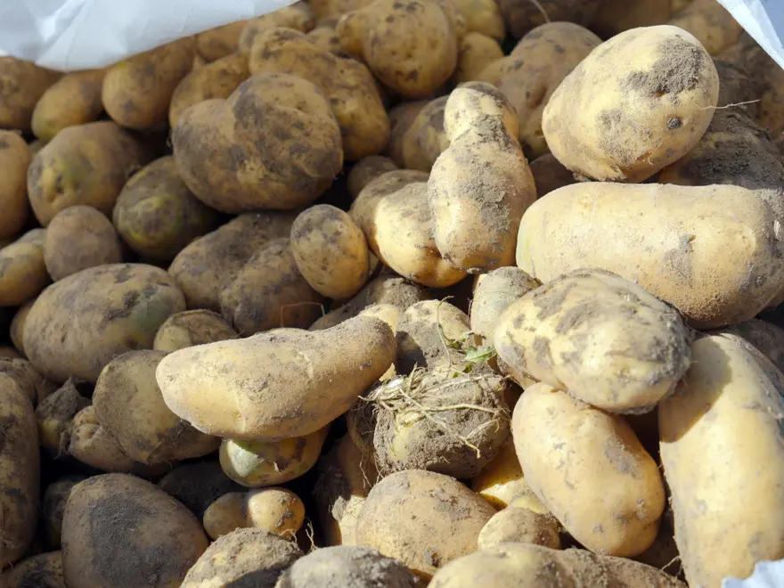 Bir ilçenin geçim kaynağı: Kilosu 15 ile 20 liradan satılıyor 3 Bir ilçenin geçim kaynağı: Kilosu 15 ile 20 liradan satılıyor 3