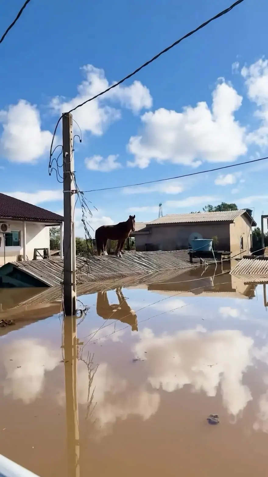 Brezilya'da sel felaketi: Milletvekili ve meclis üyesi, yüzlerce hayvanı selden kurtarıyor 8
