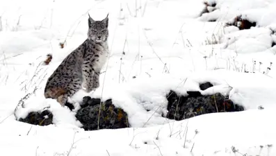Nesli tükenmek üzere: "Ormanın hayaleti" kameralara yakalandı